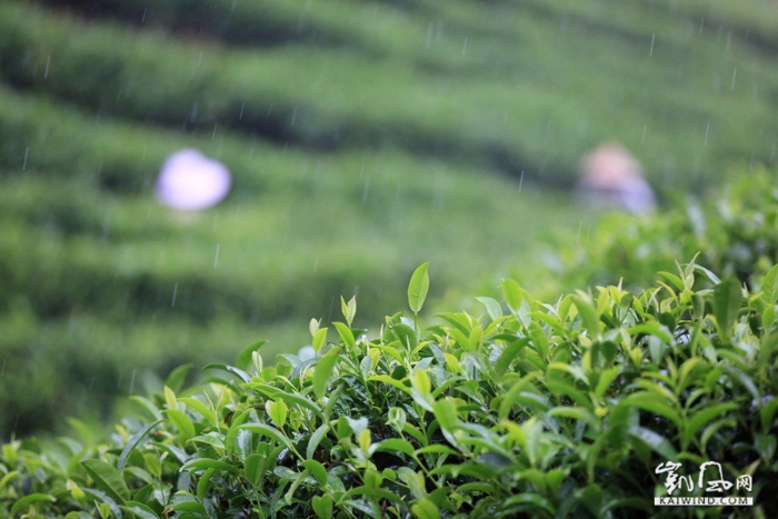 图7：8月7日，在融安县板榄镇东岭村茶园，瑶族妇女在雨中采摘茶叶。（谭凯兴摄）副本