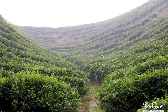 图8：8月7日，在融安县板榄镇东岭村茶园，瑶族妇女在雨中采摘茶叶。（谭凯兴摄）副本