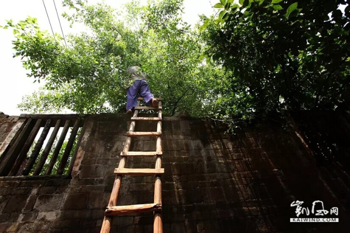 爬墙上树登楼梯