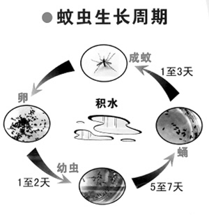 “蚊子陆战队”，靠谱吗？