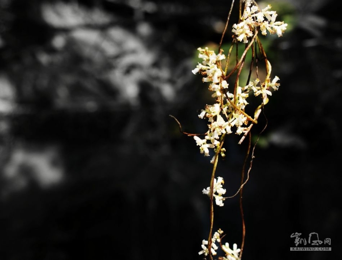 瑶里的山上，我只留下了这一枝残损的白花，不知道为什么，只是那时觉得特别亮。