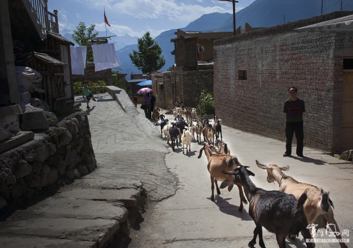 成群的山羊，被村民由街尽头赶往山中放养。放羊是当地居民生活的另一种谋生手段。