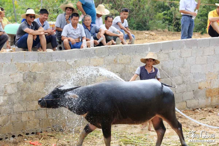 图11：10月1日，在广西柳州市融安县大良镇新寨村，一名农民在为参加打斗的公牛浇水降温。（谭凯兴摄）副本