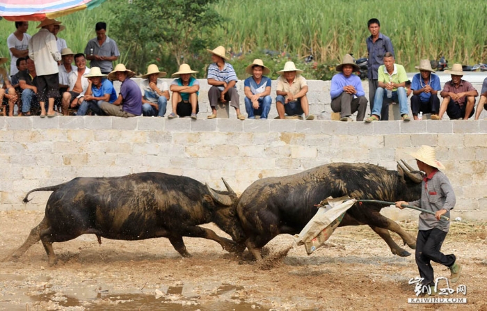 图3：10月1日，人们在广西柳州市融安县大良镇新寨村观看斗牛。（谭凯兴摄）副本