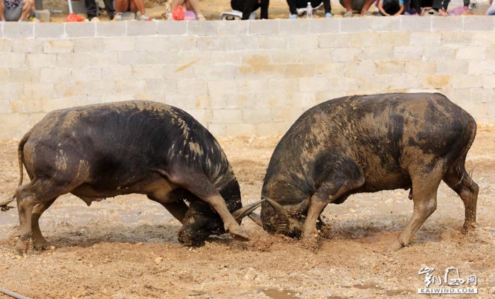 图8：10月1日，在广西柳州市融安县大良镇新寨村，两头公牛正在打斗。（谭凯兴摄）副本
