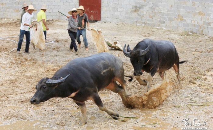 图9：10月1日，在广西柳州市融安县大良镇新寨村，一头公牛正在追赶斗败的公牛。（谭凯兴摄）副本