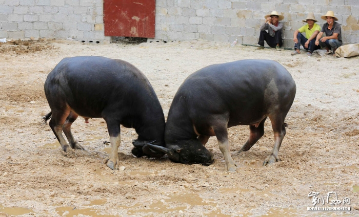图5：10月1日，在广西柳州市融安县大良镇新寨村，两头公牛正在打斗。（谭凯兴摄）副本