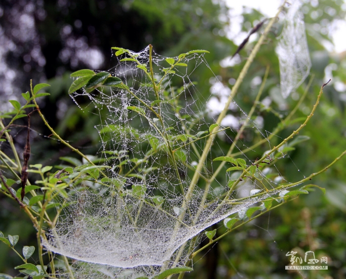 挂雨的蜘蛛网格外漂亮，晶莹剔透