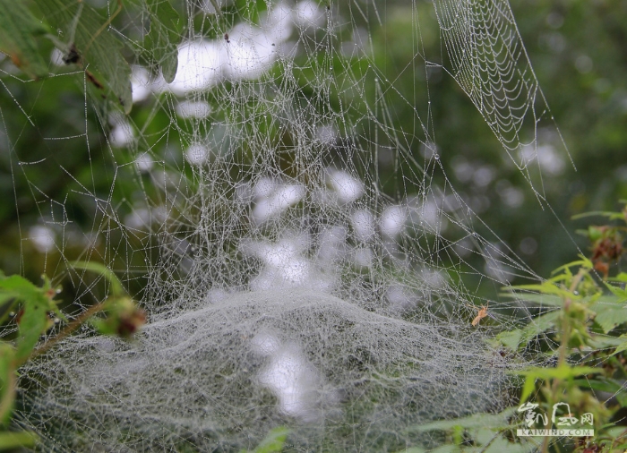 挂雨的蜘蛛网格外漂亮，晶莹剔透