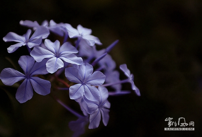 微距世界里  一花一世界