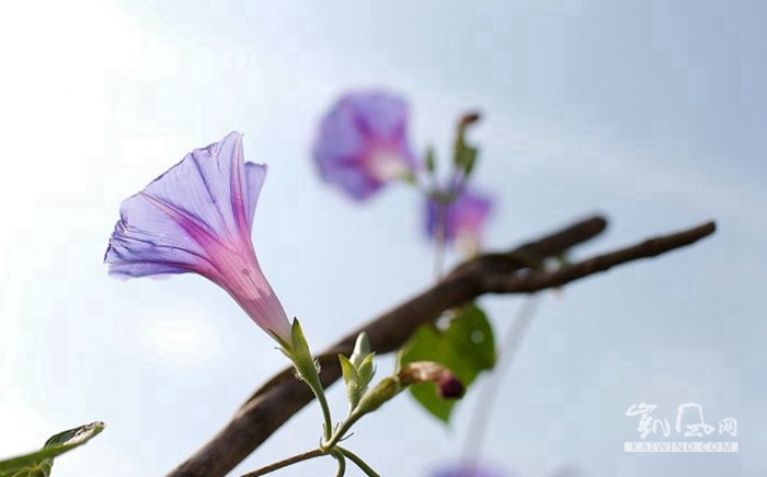 微距世界里  一花一世界