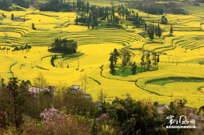 “螺丝田”景观深50米，呈东北——南西向，梯式水田和旱地，一级级齐整整