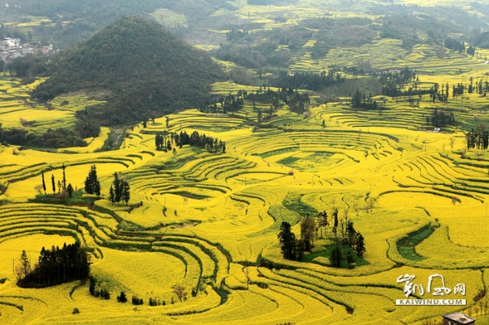 远处的山坡上，开满油菜花的层层梯田一直延伸到山顶，满山遍野