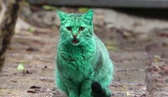 说明: green-cat-Bulgaria