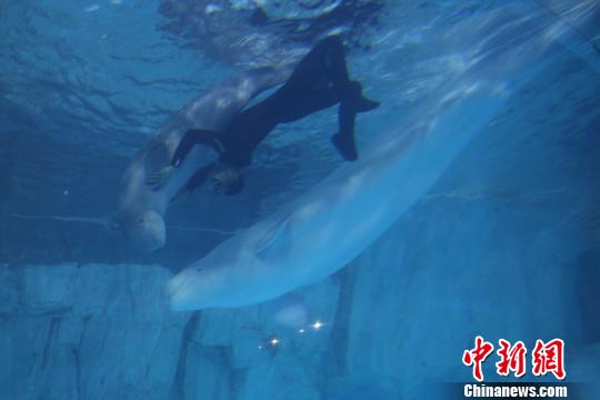 “中国籍”白鲸小公主与饲养员玩耍 李芳森 摄