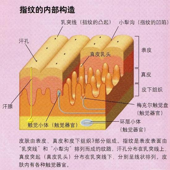 悬疑剧看多了 妄想着改变指纹？没戏！