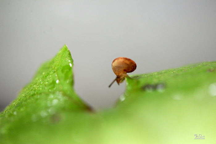 舞动的蜗牛