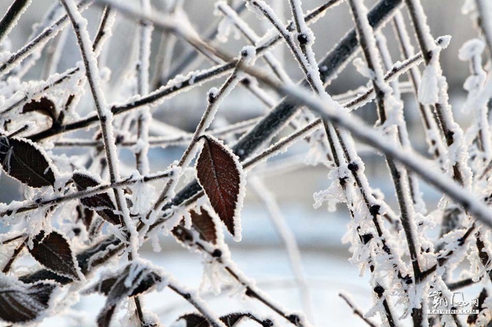 雪尽马蹄轻