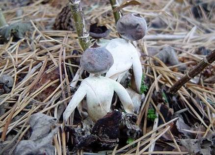 说明: 英国诺福克郡发现新品种人形蘑菇geastrum britannicum
