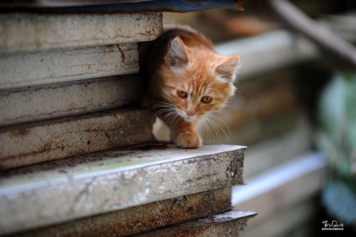 城里猫的乡村一天