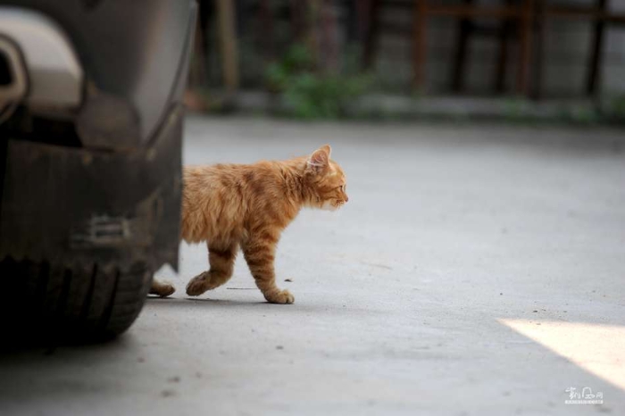 城里猫的乡村一天