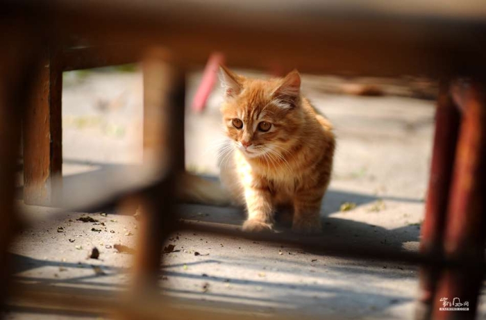 城里猫的乡村一天