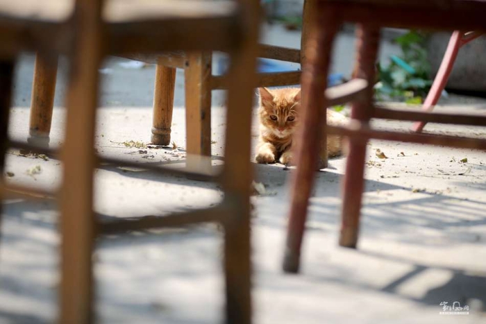 城里猫的乡村一天