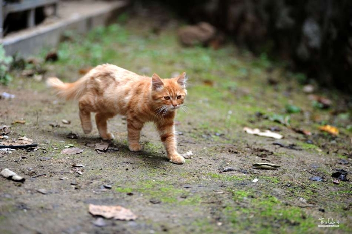 城里猫的乡村一天