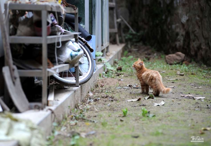 城里猫的乡村一天