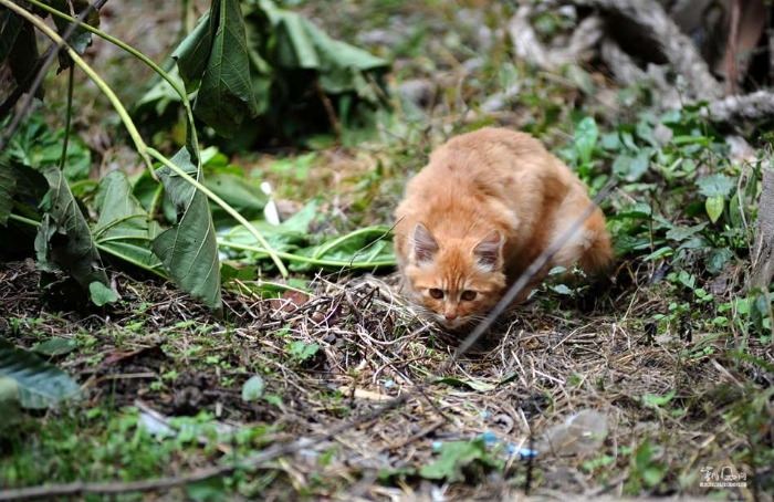 城里猫的乡村一天