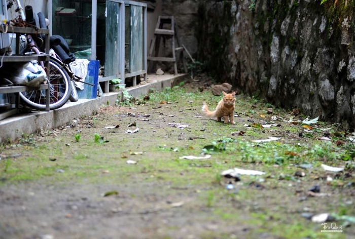 城里猫的乡村一天