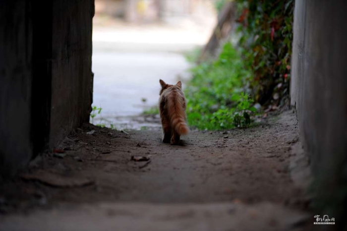 城里猫的乡村一天