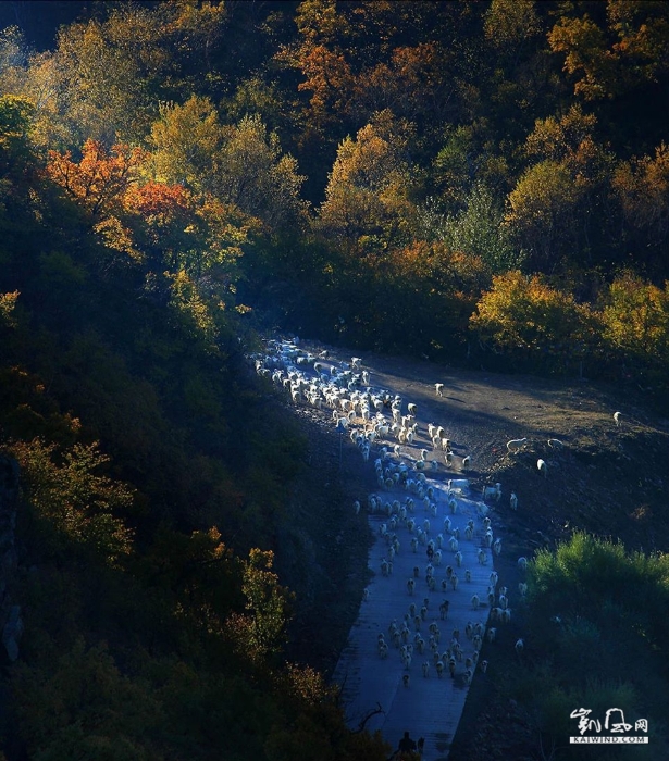 醉美杨树沟