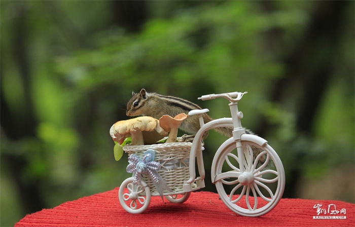 小松鼠的自行车圆舞曲