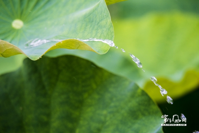 雨中戏荷