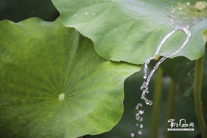 雨中戏荷