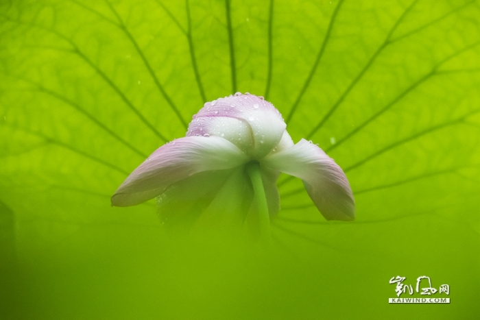 雨中戏荷