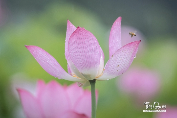 雨中戏荷