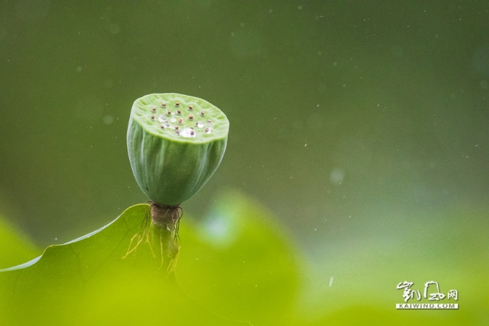 雨中戏荷