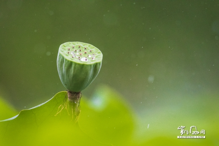 雨中戏荷