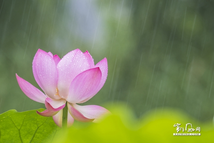 雨中戏荷