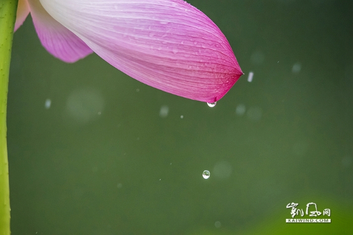 雨中戏荷