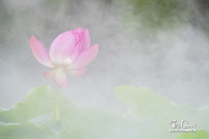 雨中戏荷