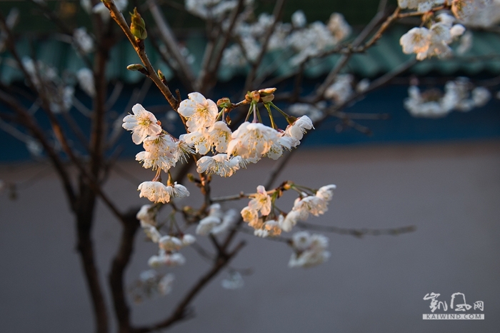 夕阳下的樱桃花