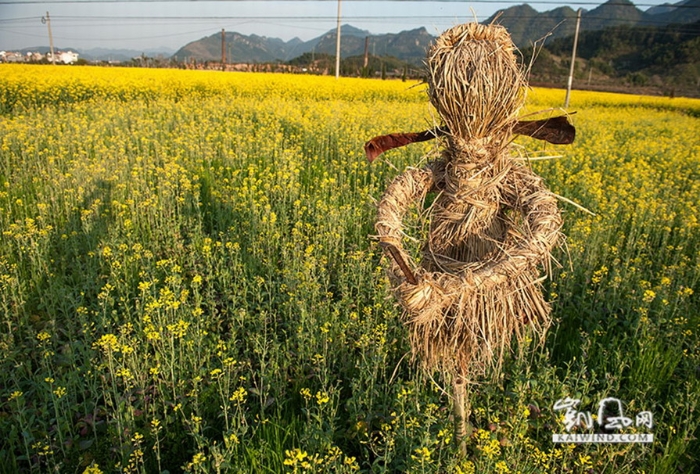 油菜花地演绎西天取经故事