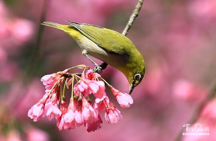 完全树栖生活，取食昆虫、花蜜和甜软的果实