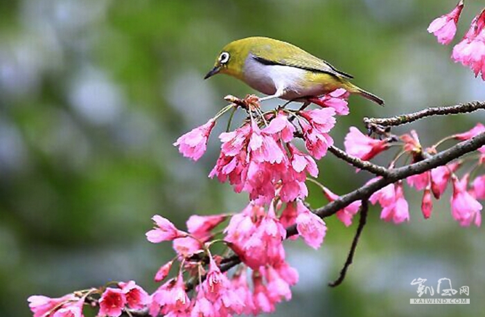 绣眼鸟的嘴细小，主要在花中取食昆虫，亦食少量浆果