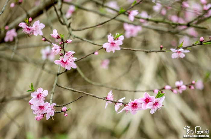 桃花艳