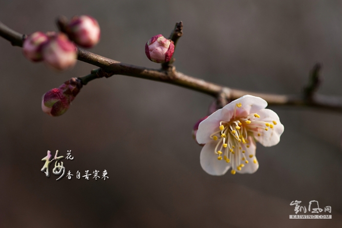 梅花香自苦寒来