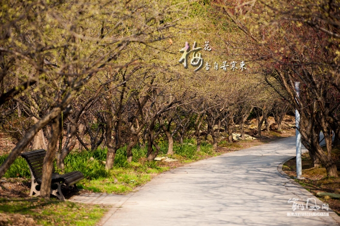 梅花香自苦寒来